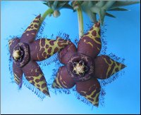 Orbea halipedicola 2 